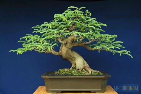 Bonsai, cây cảnh nghệ thuật, cay canh nghe thuat, cây thế, cay the, triển lãm cây cảnh nghệ thuật, trien lam cay canh nghe thuat